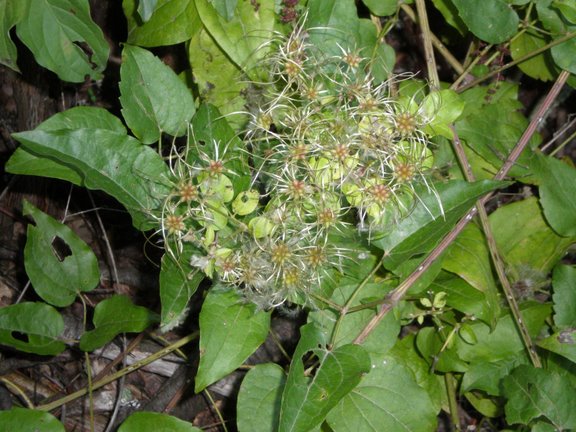 Finalmente son tornate le mie piante! Clematis vitalba